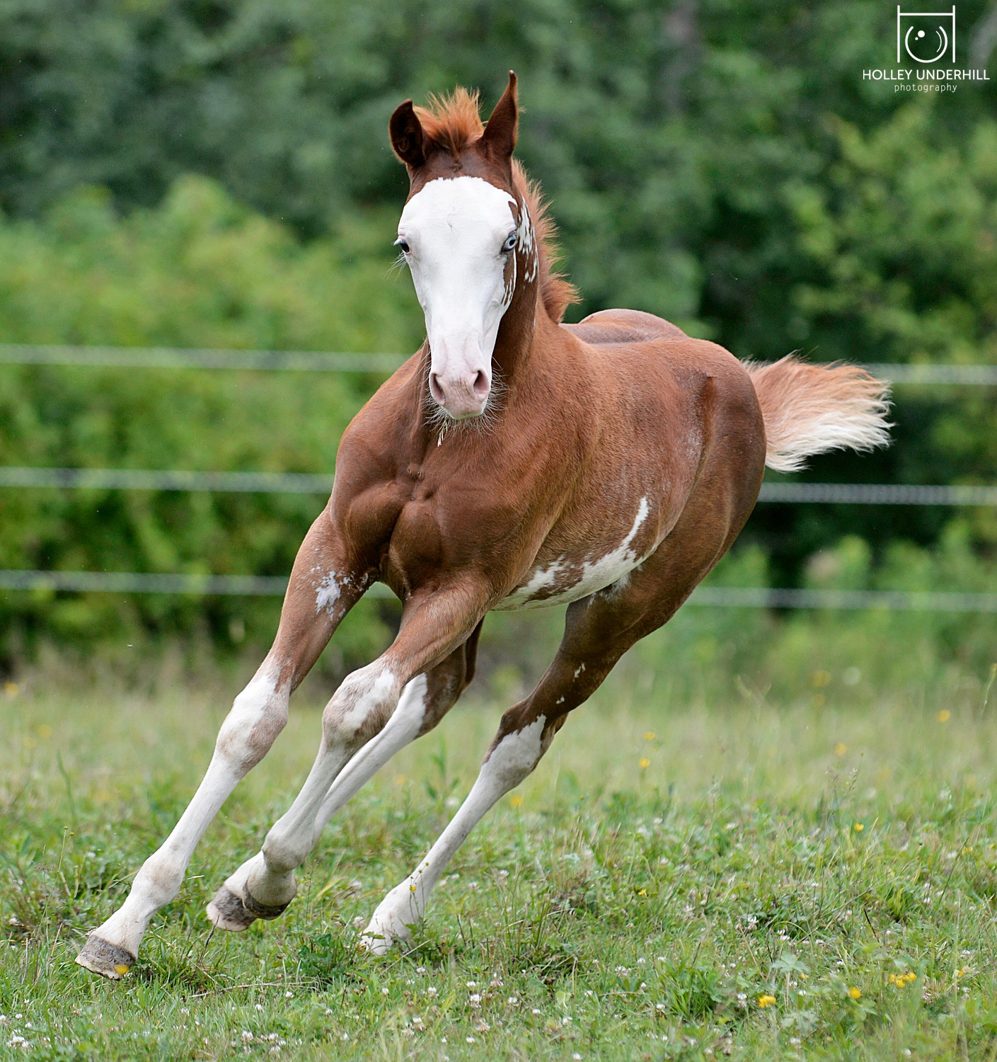 Chestnut Filly